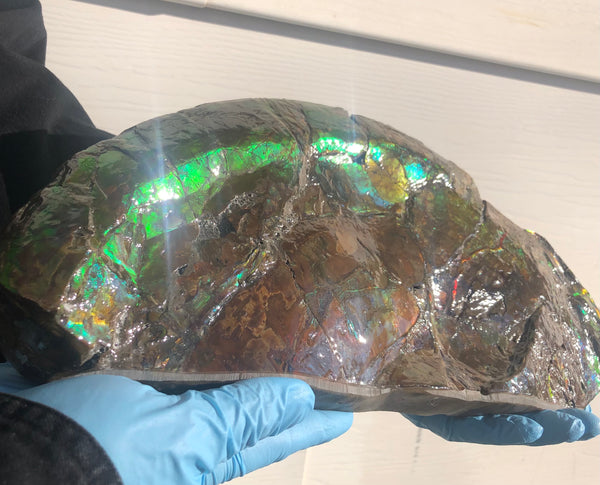 14.5" Double-Sided Ammolite Display Stone  Huge Fossil Placenticeras ,Section Piece 368mm  Collector Stone Home Décor  - CS-223***アンモライト 超大型両面　コレクターストーン FREE SHIPPING