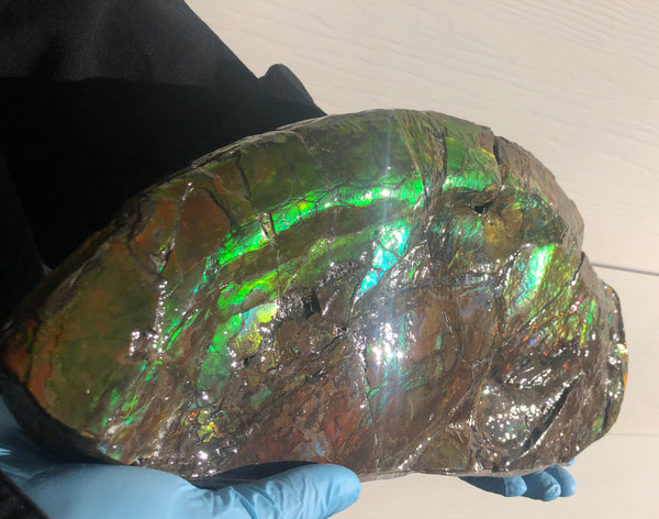 14.5" Double-Sided Ammolite Display Stone  Huge Fossil Placenticeras ,Section Piece 368mm  Collector Stone Home Décor  - CS-223***アンモライト 超大型両面　コレクターストーン FREE SHIPPING
