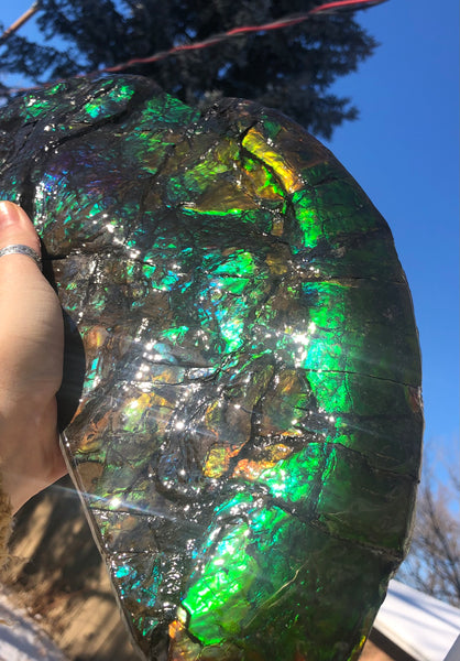 14.5" Double-Sided Ammolite Display Stone  Huge Fossil Placenticeras ,Section Piece 368mm  Collector Stone Home Décor  - CS-223***アンモライト 超大型両面　コレクターストーン FREE SHIPPING