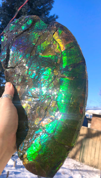 14.5" Double-Sided Ammolite Display Stone  Huge Fossil Placenticeras ,Section Piece 368mm  Collector Stone Home Décor  - CS-223***アンモライト 超大型両面　コレクターストーン FREE SHIPPING