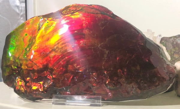 HUGE Collector Stone Specimen - CS-201  ***FREE SHIPPING****アンモライト　コレクターストーン