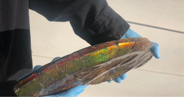 14.5" Double-Sided Ammolite Display Stone  Huge Fossil Placenticeras ,Section Piece 368mm  Collector Stone Home Décor  - CS-223***アンモライト 超大型両面　コレクターストーン FREE SHIPPING