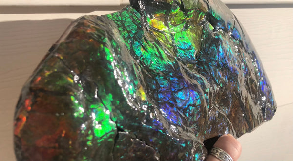 14.5" Double-Sided Ammolite Display Stone  Huge Fossil Placenticeras ,Section Piece 368mm  Collector Stone Home Décor  - CS-223***アンモライト 超大型両面　コレクターストーン FREE SHIPPING