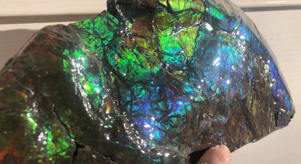 14.5" Double-Sided Ammolite Display Stone  Huge Fossil Placenticeras ,Section Piece 368mm  Collector Stone Home Décor  - CS-223***アンモライト 超大型両面　コレクターストーン FREE SHIPPING