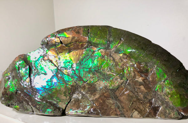 14.5" Double-Sided Ammolite Display Stone  Huge Fossil Placenticeras ,Section Piece 368mm  Collector Stone Home Décor  - CS-223***アンモライト 超大型両面　コレクターストーン FREE SHIPPING