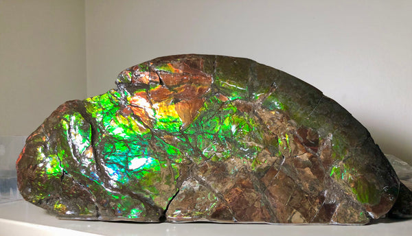 14.5" Double-Sided Ammolite Display Stone  Huge Fossil Placenticeras ,Section Piece 368mm  Collector Stone Home Décor  - CS-223***アンモライト 超大型両面　コレクターストーン FREE SHIPPING