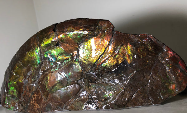 14.5" Double-Sided Ammolite Display Stone  Huge Fossil Placenticeras ,Section Piece 368mm  Collector Stone Home Décor  - CS-223***アンモライト 超大型両面　コレクターストーン FREE SHIPPING