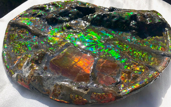 AF-36 Ammonite Fossil - Placenticeras costatum　Ammolite　Free Shipping! アンモナイト 完全体　プラセンティセラス　ミーキ　アンモライト　両面ダブル