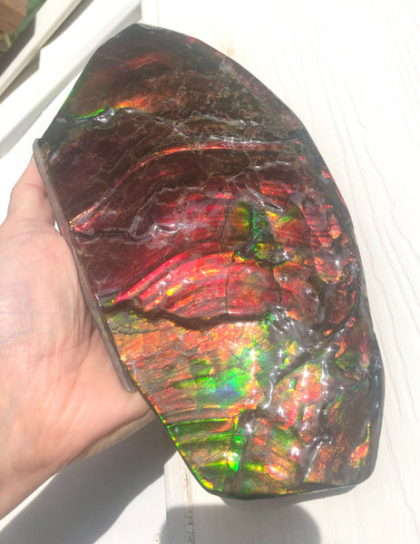 HUGE Collector Stone Double Sided Specimen - CS-202  ***FREE SHIPPING****アンモライト　コレクターストーン