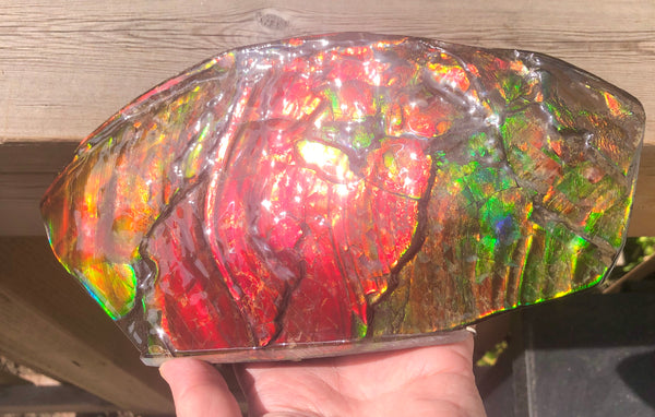 HUGE Collector Stone Double Sided Specimen - CS-202  ***FREE SHIPPING****アンモライト　コレクターストーン