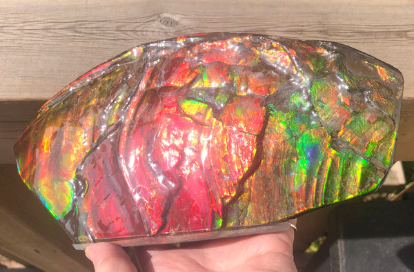 HUGE Collector Stone Double Sided Specimen - CS-202  ***FREE SHIPPING****アンモライト　コレクターストーン