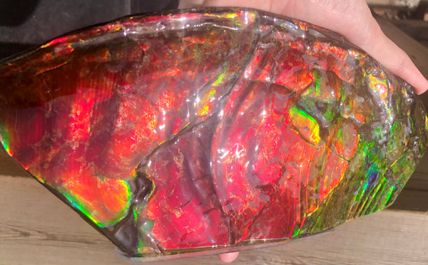 HUGE Collector Stone Double Sided Specimen - CS-202  ***FREE SHIPPING****アンモライト　コレクターストーン