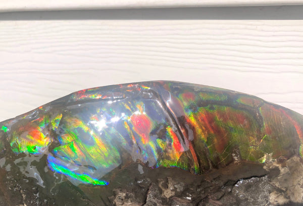 HUGE Collector Stone Double Sided Specimen - CS-202  ***FREE SHIPPING****アンモライト　コレクターストーン