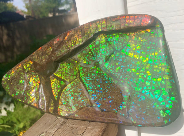 Ammolite Huge Display Stone Hand Specimen 210x110x20mm Dragon Skin Pattern  Collector GemstoneCS-203  ***FREE SHIPPING****アンモライト　コレクターストーン