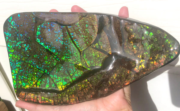 Ammolite Huge Display Stone Hand Specimen 210x110x20mm Dragon Skin Pattern  Collector GemstoneCS-203  ***FREE SHIPPING****アンモライト　コレクターストーン