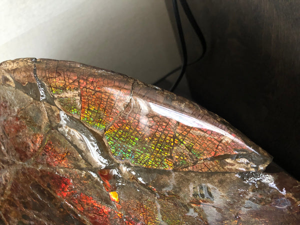 18" Double-Sided Ammolite Display Stone  Huge Fossil Section Piece 178mm 18" Collector Stone Home Décor  - CS-219***アンモライト 超大型両面　コレクターストーン