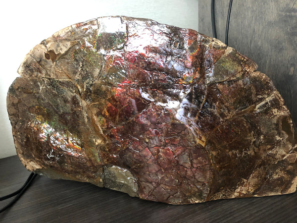 18" Double-Sided Ammolite Display Stone  Huge Fossil Section Piece 178mm 18" Collector Stone Home Décor  - CS-219***アンモライト 超大型両面　コレクターストーン