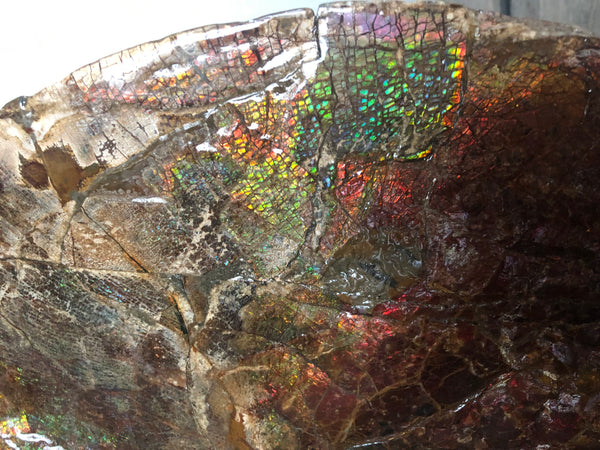 18" Double-Sided Ammolite Display Stone  Huge Fossil Section Piece 178mm 18" Collector Stone Home Décor  - CS-219***アンモライト 超大型両面　コレクターストーン
