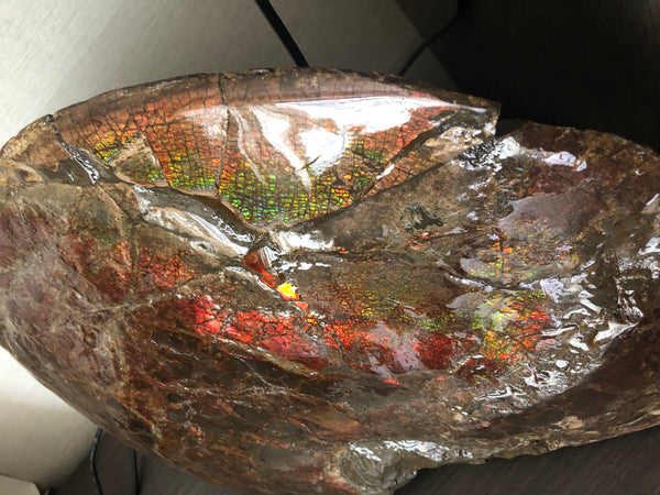 18" Double-Sided Ammolite Display Stone  Huge Fossil Section Piece 178mm 18" Collector Stone Home Décor  - CS-219***アンモライト 超大型両面　コレクターストーン