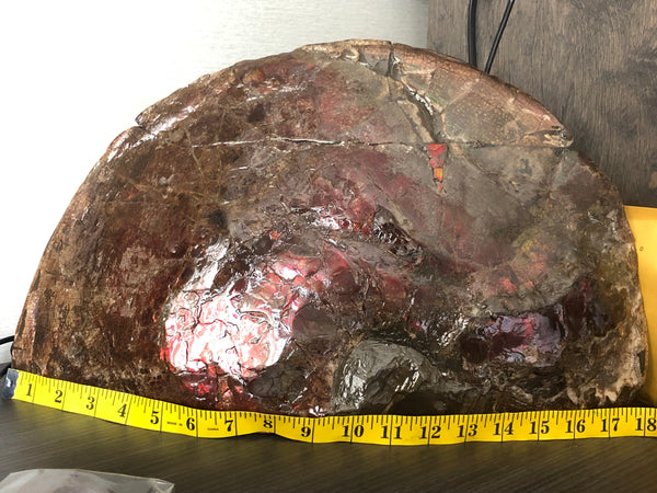 18" Double-Sided Ammolite Display Stone  Huge Fossil Section Piece 178mm 18" Collector Stone Home Décor  - CS-219***アンモライト 超大型両面　コレクターストーン