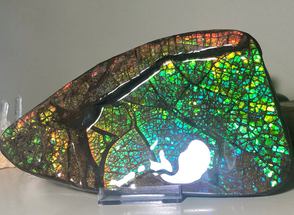 Ammolite Huge Display Stone Hand Specimen 210x110x20mm Dragon Skin Pattern  Collector GemstoneCS-203  ***FREE SHIPPING****アンモライト　コレクターストーン