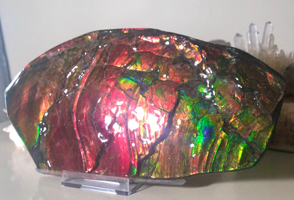 HUGE Collector Stone Double Sided Specimen - CS-202  ***FREE SHIPPING****アンモライト　コレクターストーン