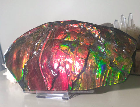 HUGE Collector Stone Double Sided Specimen - CS-202  ***FREE SHIPPING****アンモライト　コレクターストーン