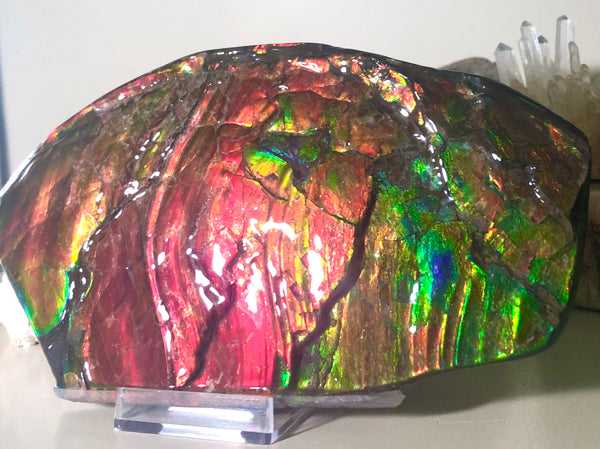 HUGE Collector Stone Double Sided Specimen - CS-202  ***FREE SHIPPING****アンモライト　コレクターストーン