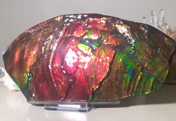 HUGE Collector Stone Double Sided Specimen - CS-202  ***FREE SHIPPING****アンモライト　コレクターストーン