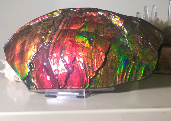 HUGE Collector Stone Double Sided Specimen - CS-202  ***FREE SHIPPING****アンモライト　コレクターストーン