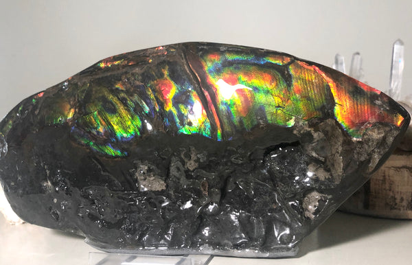 HUGE Collector Stone Double Sided Specimen - CS-202  ***FREE SHIPPING****アンモライト　コレクターストーン