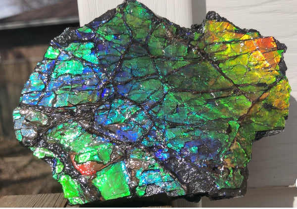 Rainbow Colors Naturally Buffulo Shaped  Collector Gemstone Hand Specimen - CS-212***FREE SHIPPING****アンモライト　コレクターストーン