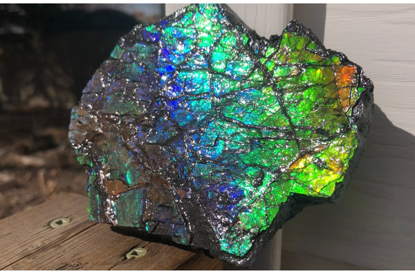 Rainbow Colors Naturally Buffulo Shaped  Collector Gemstone Hand Specimen - CS-212***FREE SHIPPING****アンモライト　コレクターストーン