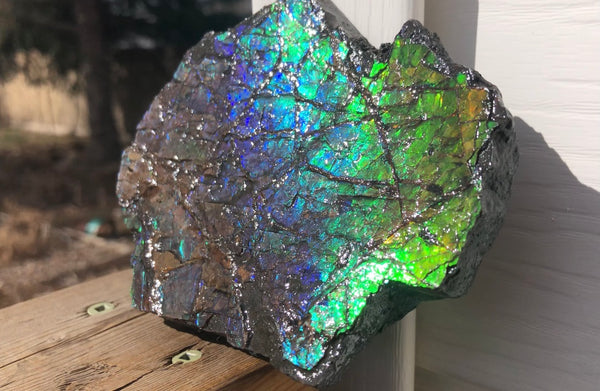 Rainbow Colors Naturally Buffulo Shaped  Collector Gemstone Hand Specimen - CS-212***FREE SHIPPING****アンモライト　コレクターストーン