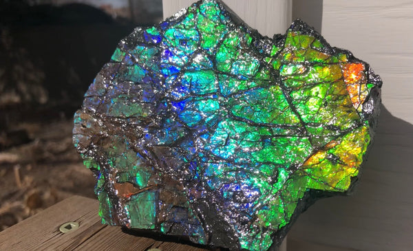 Rainbow Colors Naturally Buffulo Shaped  Collector Gemstone Hand Specimen - CS-212***FREE SHIPPING****アンモライト　コレクターストーン