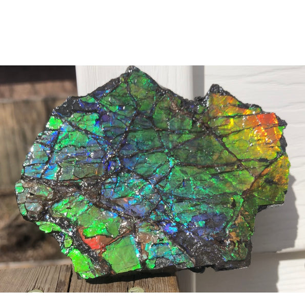 Rainbow Colors Naturally Buffulo Shaped  Collector Gemstone Hand Specimen - CS-212***FREE SHIPPING****アンモライト　コレクターストーン