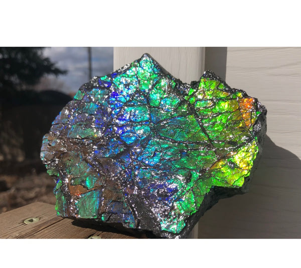 Rainbow Colors Naturally Buffulo Shaped  Collector Gemstone Hand Specimen - CS-212***FREE SHIPPING****アンモライト　コレクターストーン