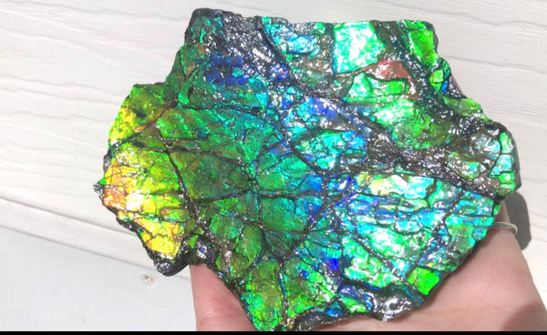 Rainbow Colors Naturally Buffulo Shaped  Collector Gemstone Hand Specimen - CS-212***FREE SHIPPING****アンモライト　コレクターストーン