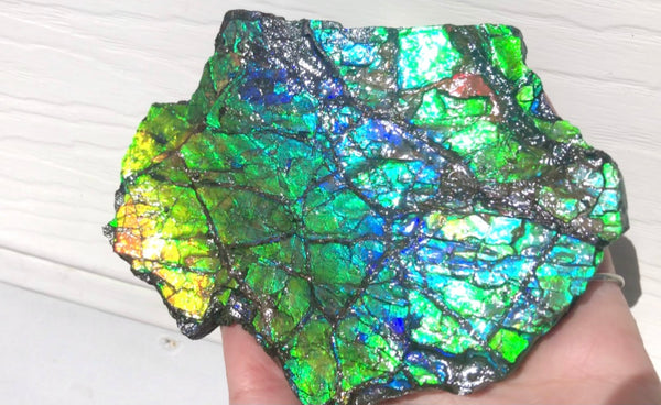 Rainbow Colors Naturally Buffulo Shaped  Collector Gemstone Hand Specimen - CS-212***FREE SHIPPING****アンモライト　コレクターストーン