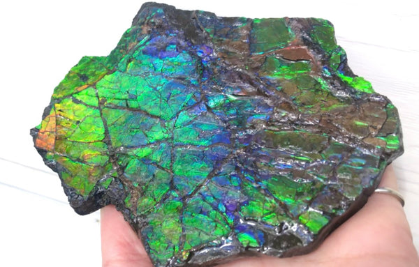 Rainbow Colors Naturally Buffulo Shaped  Collector Gemstone Hand Specimen - CS-212***FREE SHIPPING****アンモライト　コレクターストーン