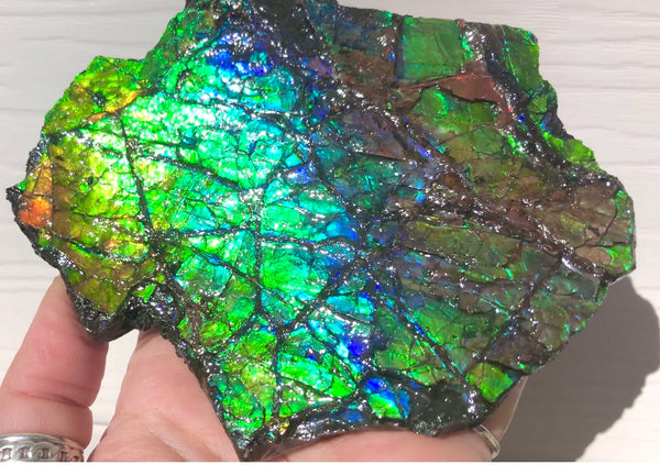 Rainbow Colors Naturally Buffulo Shaped  Collector Gemstone Hand Specimen - CS-212***FREE SHIPPING****アンモライト　コレクターストーン