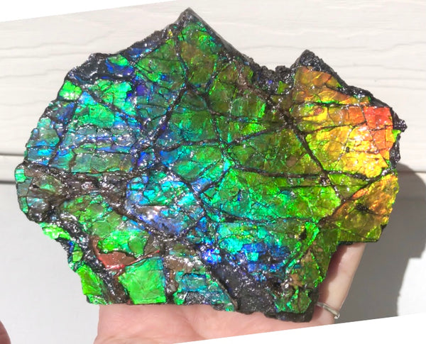 Rainbow Colors Naturally Buffulo Shaped  Collector Gemstone Hand Specimen - CS-212***FREE SHIPPING****アンモライト　コレクターストーン