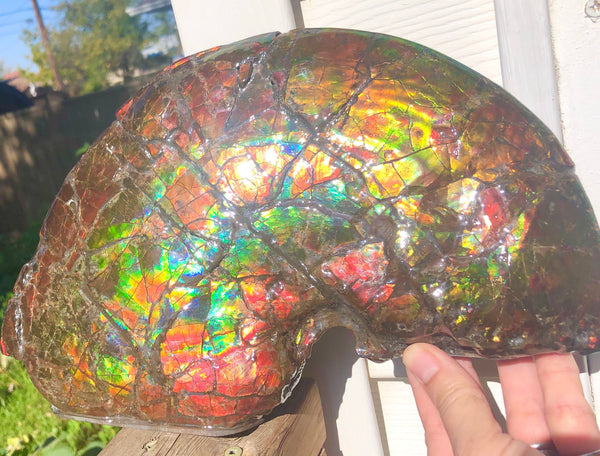 RESERVED AF-54 Ammonite Near Complete Fossil - Placenticeras Costutam　Ammolite　Free Shipping! 予約品アンモナイト 　プラセンティセラス　コスタータム　アンモライト　両面ダブル
