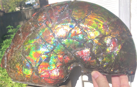 RESERVED AF-54 Ammonite Near Complete Fossil - Placenticeras Costutam　Ammolite　Free Shipping! 予約品アンモナイト 　プラセンティセラス　コスタータム　アンモライト　両面ダブル