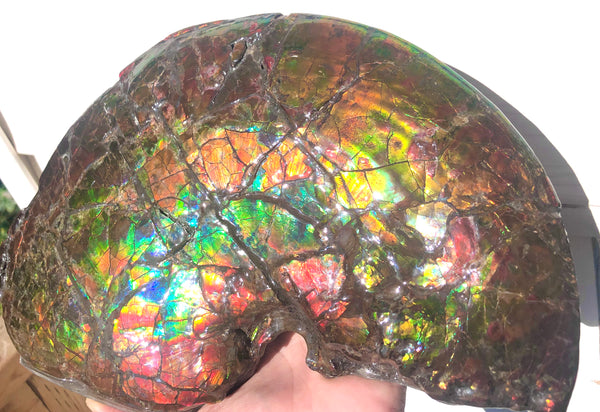 RESERVED AF-54 Ammonite Near Complete Fossil - Placenticeras Costutam　Ammolite　Free Shipping! 予約品アンモナイト 　プラセンティセラス　コスタータム　アンモライト　両面ダブル