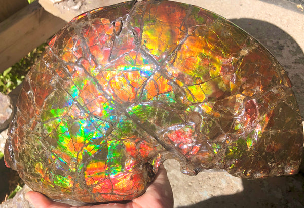 RESERVED AF-54 Ammonite Near Complete Fossil - Placenticeras Costutam　Ammolite　Free Shipping! 予約品アンモナイト 　プラセンティセラス　コスタータム　アンモライト　両面ダブル