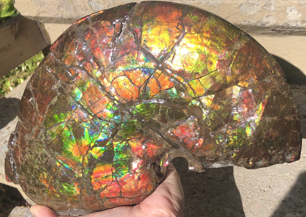 RESERVED AF-54 Ammonite Near Complete Fossil - Placenticeras Costutam　Ammolite　Free Shipping! 予約品アンモナイト 　プラセンティセラス　コスタータム　アンモライト　両面ダブル
