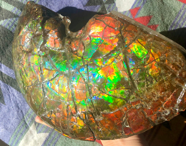 RESERVED AF-54 Ammonite Near Complete Fossil - Placenticeras Costutam　Ammolite　Free Shipping! 予約品アンモナイト 　プラセンティセラス　コスタータム　アンモライト　両面ダブル