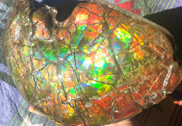RESERVED AF-54 Ammonite Near Complete Fossil - Placenticeras Costutam　Ammolite　Free Shipping! 予約品アンモナイト 　プラセンティセラス　コスタータム　アンモライト　両面ダブル