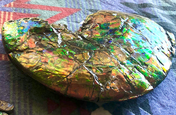 RESERVED AF-54 Ammonite Near Complete Fossil - Placenticeras Costutam　Ammolite　Free Shipping! 予約品アンモナイト 　プラセンティセラス　コスタータム　アンモライト　両面ダブル